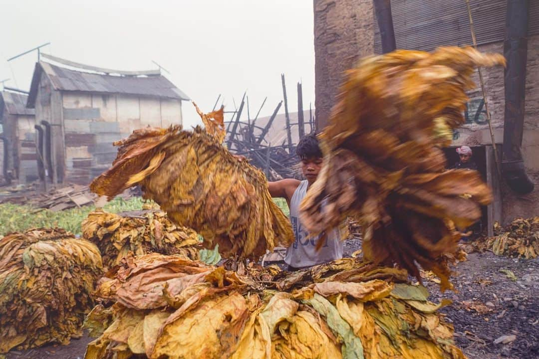 Michael Yamashitaさんのインスタグラム写真 - (Michael YamashitaInstagram)「On Thailand’s side of the Golden Triangle, the United Nations sponsored alternative crop program which substitutes the planting of poppies with other cash crops,  has been especially successful in winning the battle against the drug trade. However isn’t it odd that the two most popular alternative crops are tobacco and coffee — a swap of one addictive crop for another, albeit legal ones. #goldentriangle #tobacco #coffee #mekongriver   .」7月16日 3時44分 - yamashitaphoto