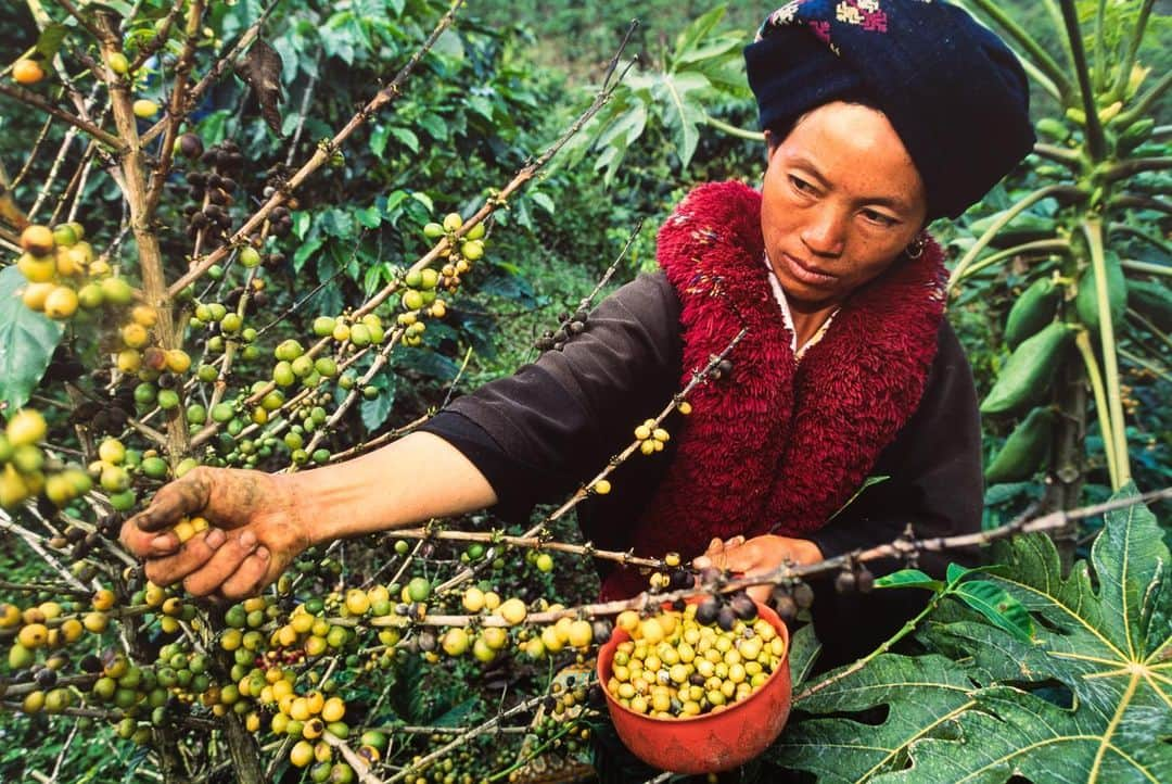 Michael Yamashitaさんのインスタグラム写真 - (Michael YamashitaInstagram)「On Thailand’s side of the Golden Triangle, the United Nations sponsored alternative crop program which substitutes the planting of poppies with other cash crops,  has been especially successful in winning the battle against the drug trade. However isn’t it odd that the two most popular alternative crops are tobacco and coffee — a swap of one addictive crop for another, albeit legal ones. #goldentriangle #tobacco #coffee #mekongriver   .」7月16日 3時44分 - yamashitaphoto