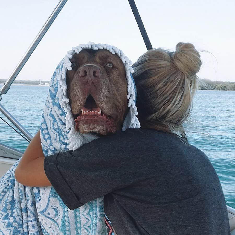 Renee Somerfieldさんのインスタグラム写真 - (Renee SomerfieldInstagram)「RIP my lady. You were so strong and fought until the very end when you passed in my arms... after years of surgeries, radiation and two types of aggressive cancer you never gave up. Thank you for giving us 7 beautiful years Delilah. If we could have saved you with love, you would have lived forever ❤️」7月16日 4時26分 - reneesomerfield