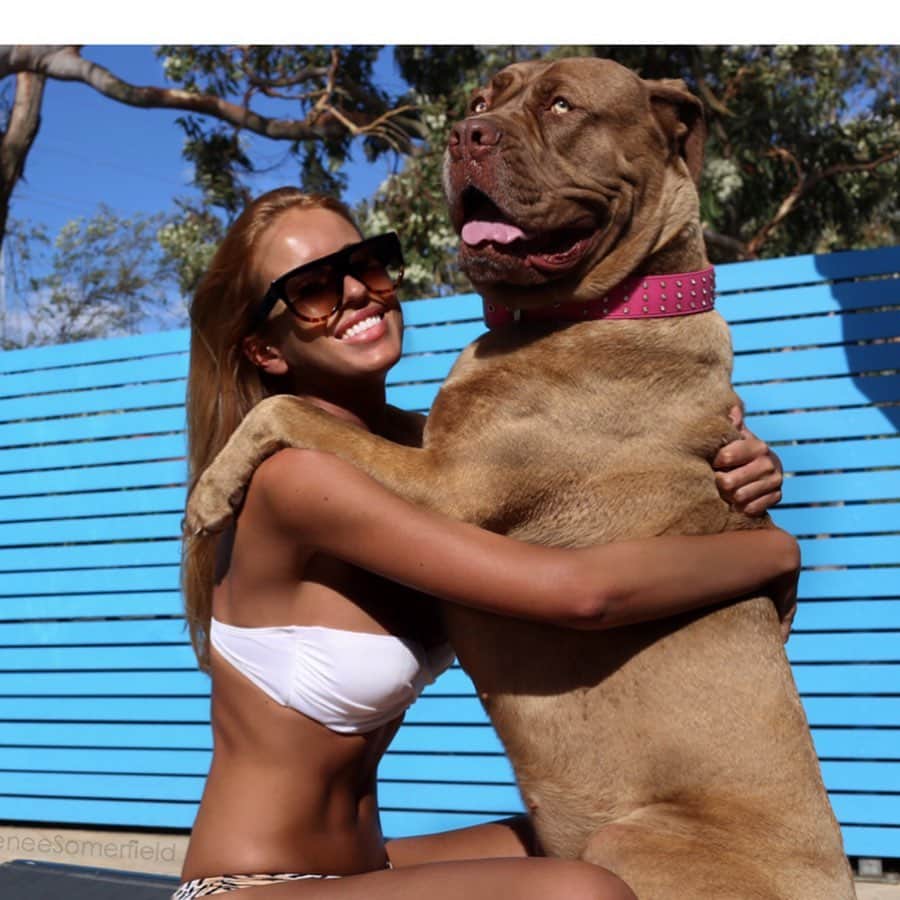 Renee Somerfieldさんのインスタグラム写真 - (Renee SomerfieldInstagram)「RIP my lady. You were so strong and fought until the very end when you passed in my arms... after years of surgeries, radiation and two types of aggressive cancer you never gave up. Thank you for giving us 7 beautiful years Delilah. If we could have saved you with love, you would have lived forever ❤️」7月16日 4時26分 - reneesomerfield