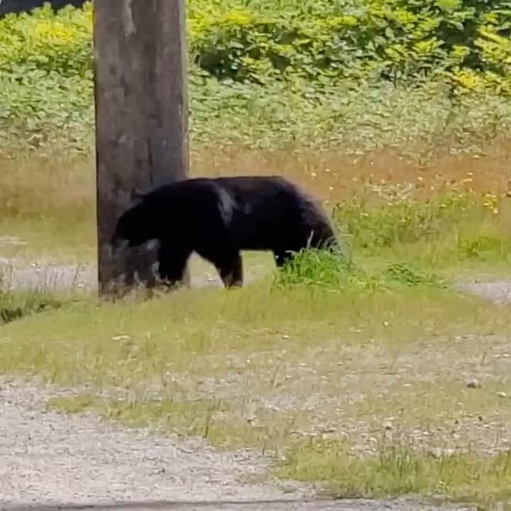 G.NAのインスタグラム：「I really thought it was a cub.. you don’t see this everyday.. 😅#backyardwildlife #staysafe」