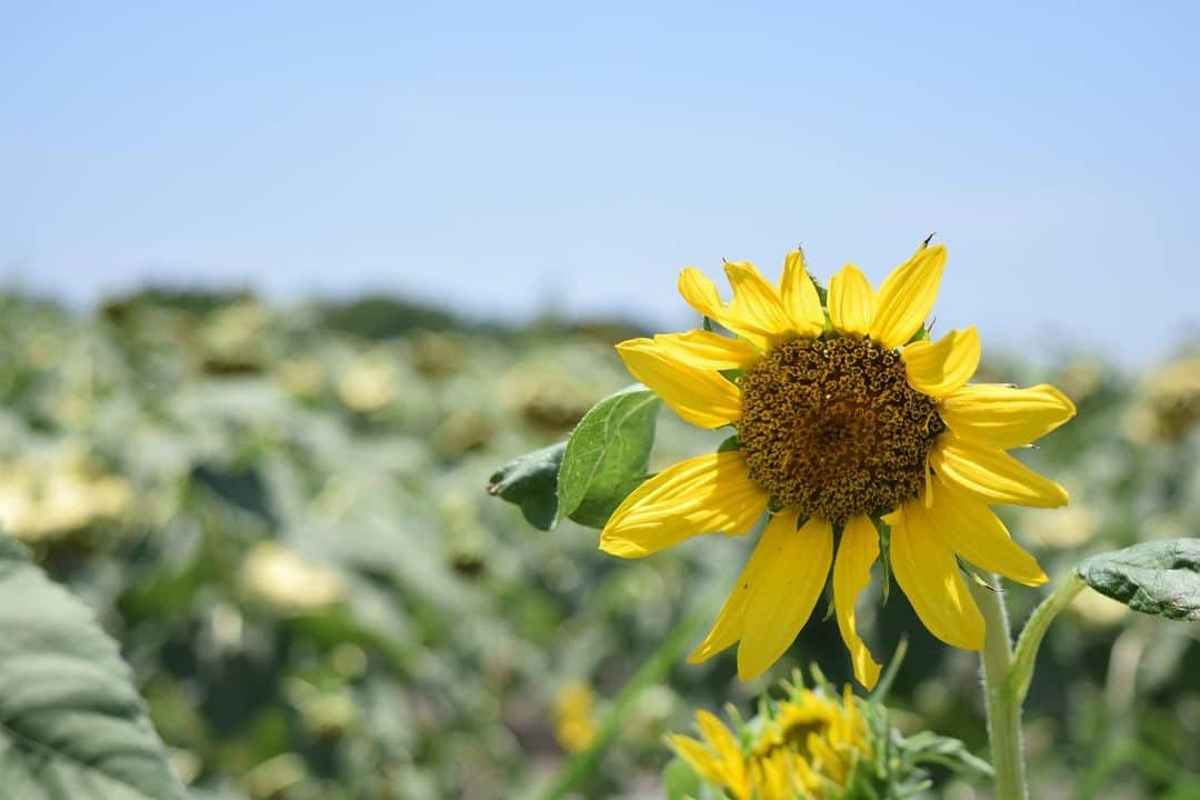 ブルックリー・ハンさんのインスタグラム写真 - (ブルックリー・ハンInstagram)「🌻Looking on the bright side of life 🌻 . .  #nikonusa #nikond3300」7月16日 5時56分 - brookleeh95