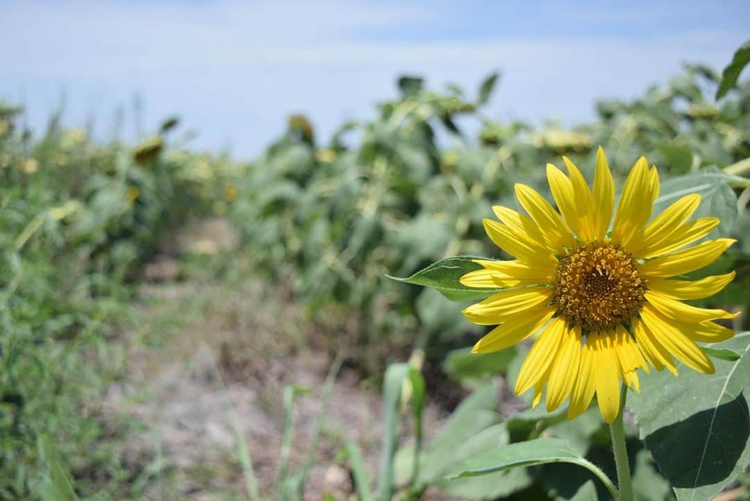 ブルックリー・ハンさんのインスタグラム写真 - (ブルックリー・ハンInstagram)「🌻Looking on the bright side of life 🌻 . .  #nikonusa #nikond3300」7月16日 5時56分 - brookleeh95