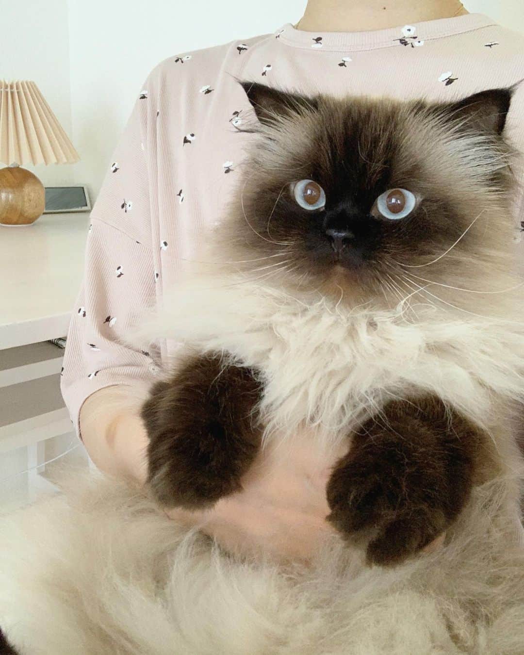 plumeのインスタグラム