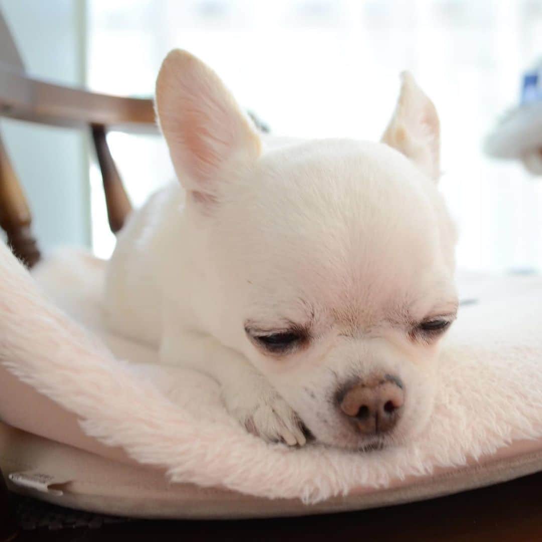 KORIKIのインスタグラム：「おはようございます♪ * #dogofsapporo #dog, #dogs, #dogstagram,#chihuahua,#犬バカ部,#チワワ,#koriki, #hanadog #白スムチ連合会, #スムチー,  #dogofthedayjp, #dogoftheday  #ilovemydog #instadog #instapet #WhiteChihuahua  #吉娃娃 #치와와  #dogsofinstagram #Chihuahualover  #ชิวาวา #チワワの輪 #barkbox #WhiteChihuahuaParty #もふもふモフモフ」