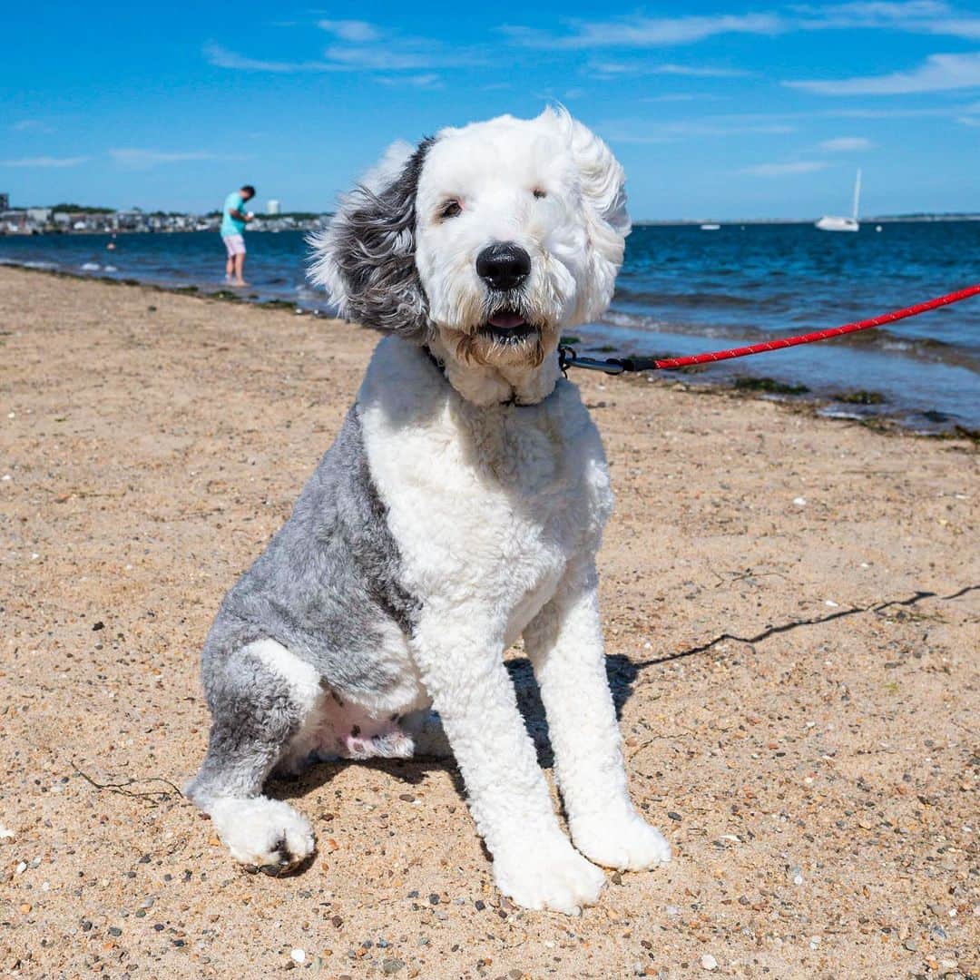 The Dogistさんのインスタグラム写真 - (The DogistInstagram)「Louie, Old English Sheepdog (3 y/o), Ptown Harbor, Provincetown, MA • “He’s a big goof – a clown to the day he dies. He definitely sleeps in his moms’ bed. We let him sleep there one time as a puppy and that was it.”」7月16日 7時23分 - thedogist