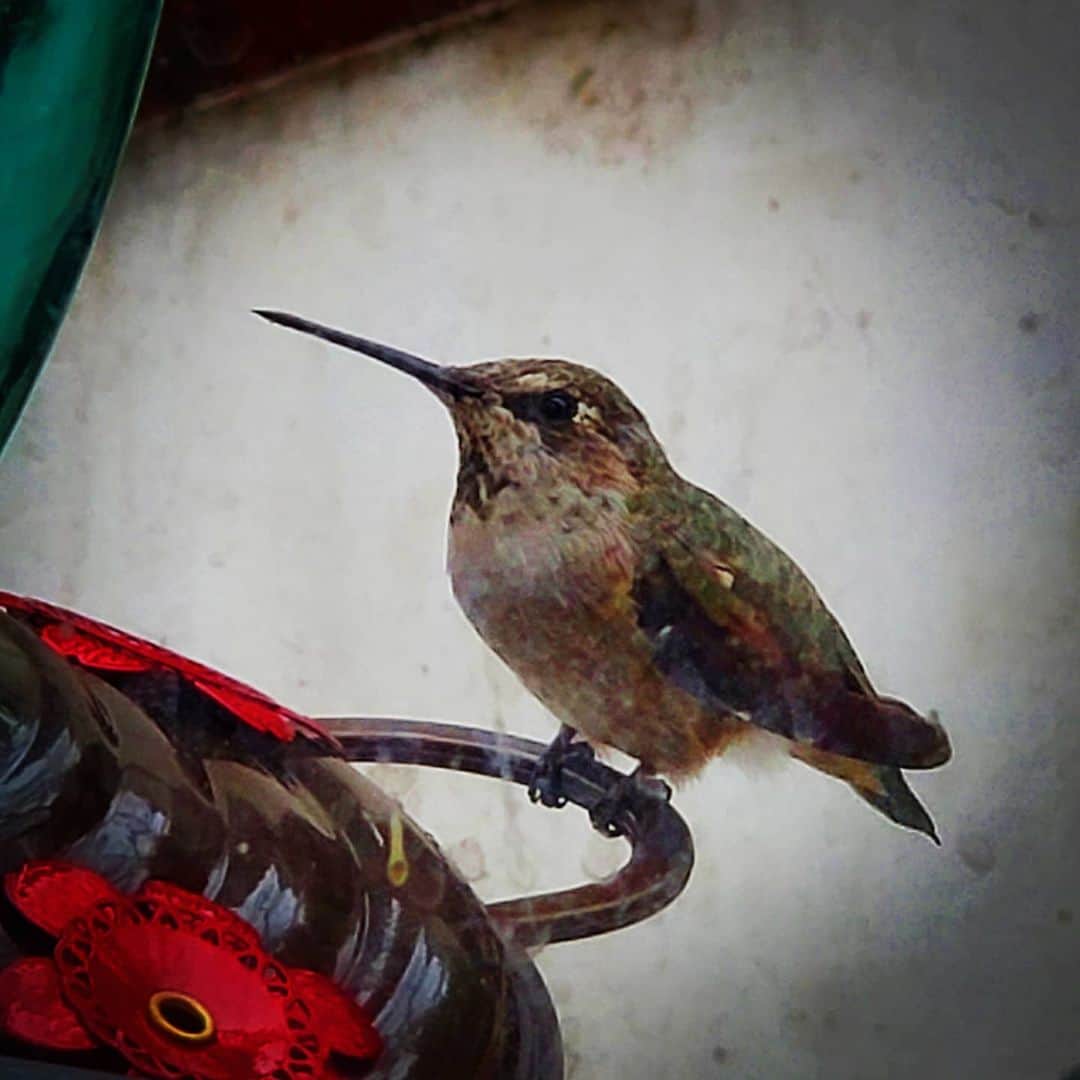ガソリングラマーさんのインスタグラム写真 - (ガソリングラマーInstagram)「Ruby hummingbird #HUMMINGBIRD #hummingbirds #HUMMINGBIRDEMPIRE #ilovehummungbirds #HUMMINGBIRDMAFIA #shadowhills #THANKYOU #thankful #grateful #hummingbird #rubythroatedhummingbird 🦄🥰」7月16日 7時37分 - gasolineglamour