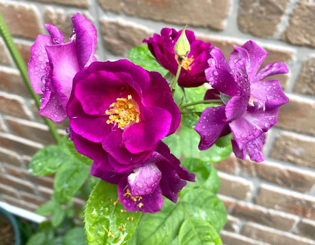のインスタグラム：「#バラ日記 #roses 78日目　  ラプソディインブルー ジャンヌダルク パローレ ピエールドロンサール シャルルドゴール イングリッドバーグマン アルティシモ バレリーナ 芽衣 アンナプルナ  #roses🌹 #rosestagram #rose」