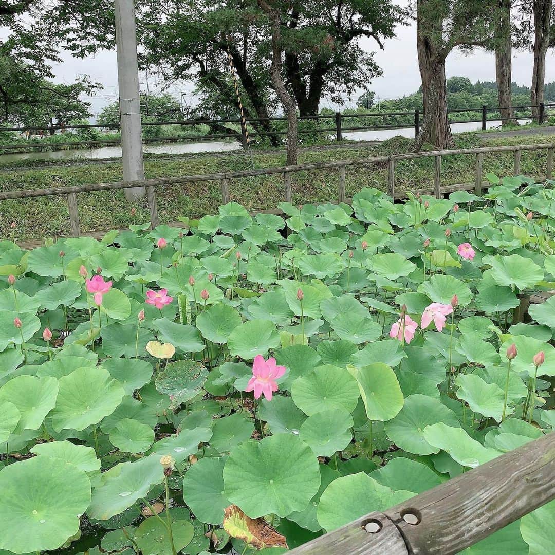 大隅智子さんのインスタグラム写真 - (大隅智子Instagram)「水辺の植物を紹介しました。紫波町の五郎沼の古代ハス、見頃になってきてます。 約800年前のハスの実から栽培された古代ハス。 18年前に中尊寺ハスから株分けされました。 ピンク色でとても綺麗でした。 花の命は4日程度。 朝早くから午前10時頃までと言われています。 #中尊寺ハス #紫波町　#古代ハス　#ハス　#五郎沼」7月16日 8時19分 - tomokotenki