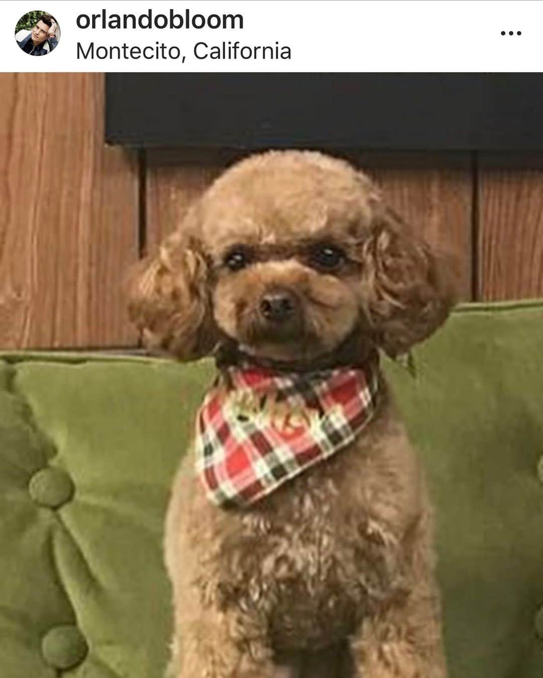 アマンダ・デ・カディネットのインスタグラム：「Mighty is missing in Santa Barbara . Anyone who met this pup knows what a friendly incredible boy he is . He is chipped and tagged . Please repost and DM @orlandobloom with legitimate  info only . #HelpFindMighty 🐶」