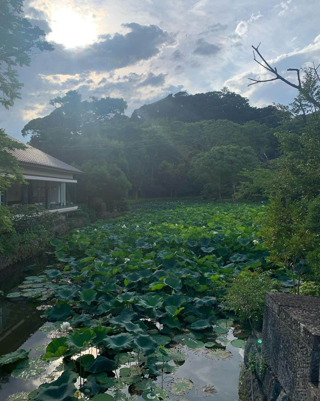 マギーさんのインスタグラム写真 - (マギーInstagram)「ひかりのシャワーを﻿ 浴びてたいよね🌞🌼﻿ ﻿ #鶴岡八幡宮﻿ ﻿ おみくじをね﻿ 年始に大吉引いたんだけど、﻿ 年の後半にはいるということで﻿ 引いたら、また大吉だった！﻿ ﻿ だいぶ嬉しい😂🙏💕﻿ 気持ちの問題だけど、﻿ 自分の気持ちを上げるのに﻿ 大吉が必要なときもある！」7月16日 9時35分 - maggymoon