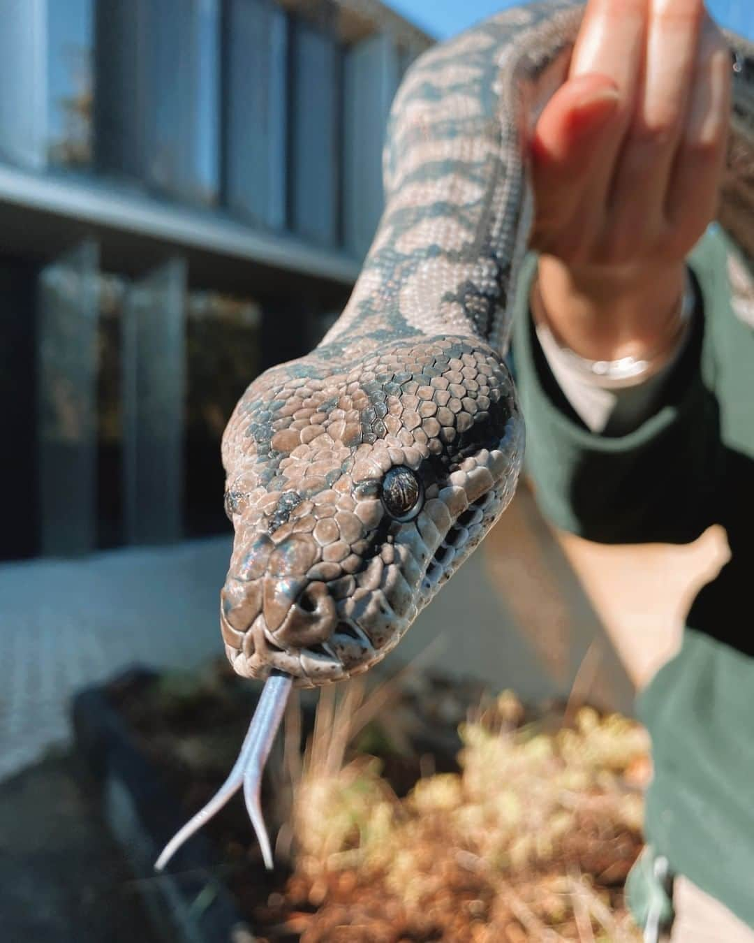 タロンガ動物園さんのインスタグラム写真 - (タロンガ動物園Instagram)「Darling appreciates a good pun for World Snake Day! They put him in hissterics 🐍  📸 via @jayking94  . . . #forthewild #tarongazoo #tarongakeepercam #australia #sydneyactivities #fun #thingstodoinsydney #sydney #viral  #newsouthwales #stayhome #snake #reptile #worldsnakeday #snakeday #snakes」7月16日 10時00分 - tarongazoo