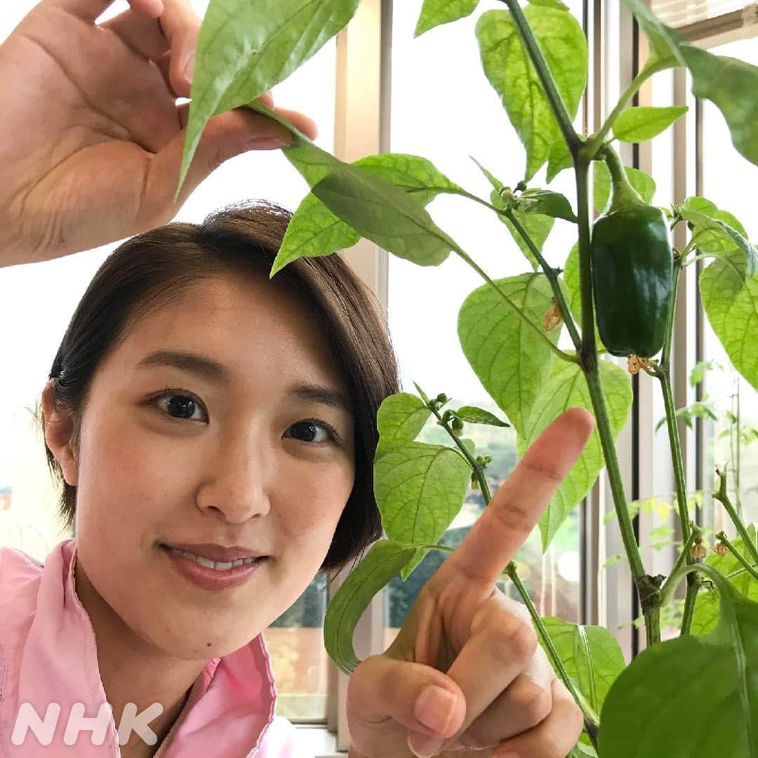 あさイチさんのインスタグラム写真 - (あさイチInstagram)「おうみです。 あさイチ家庭菜園、トマトがぐんぐん成長し、 実も真っ赤になりました🍅 料理に使いたかったのですが、量も少なく、 我慢しきれなくて収穫して すぐその場で食べてしまいました😂 想像をはるかに上回る甘さ、おいしさにびっくり！！  ピーマンは一つだけ実るという謎。 どうやって食べようか。。。  #家庭菜園初心者 #観察日記 #トマト #🍅 #ピーマン #収穫 #人生初 #トマト狩り #甘い #酸味 #大満足 #次はピーマン #近江友里恵 アナ #nhk #あさイチ #8時15分から」7月16日 10時03分 - nhk_asaichi