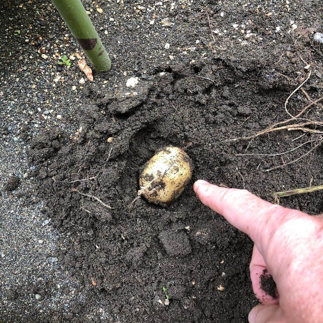 セイン・カミュさんのインスタグラム写真 - (セイン・カミュInstagram)「My first potato harvest😍 Yay 😃  #thanecamus #potato #harvest #farming #gardening #joy」7月16日 10時16分 - thanecamus