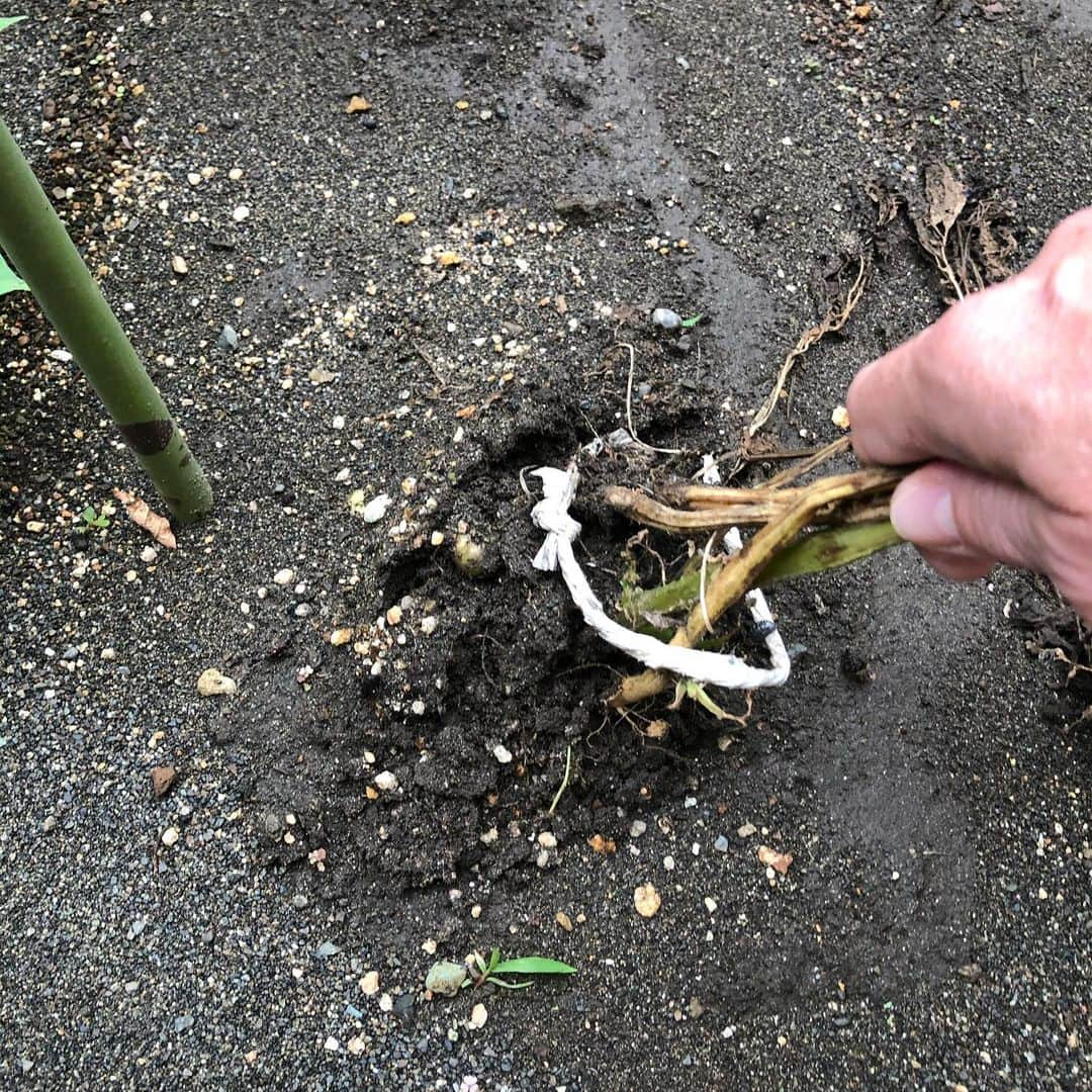 セイン・カミュさんのインスタグラム写真 - (セイン・カミュInstagram)「My first potato harvest😍 Yay 😃  #thanecamus #potato #harvest #farming #gardening #joy」7月16日 10時16分 - thanecamus