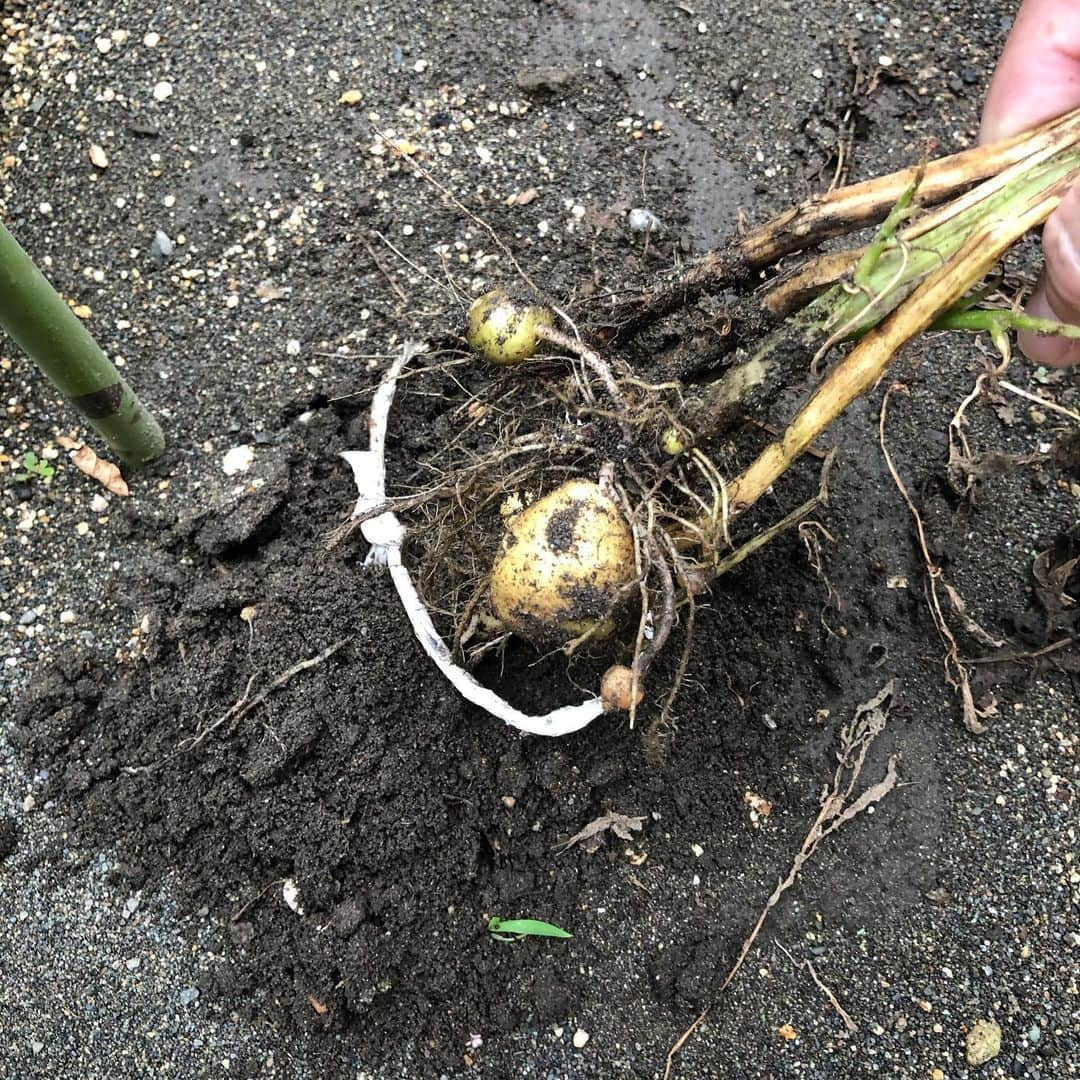 セイン・カミュさんのインスタグラム写真 - (セイン・カミュInstagram)「My first potato harvest😍 Yay 😃  #thanecamus #potato #harvest #farming #gardening #joy」7月16日 10時16分 - thanecamus