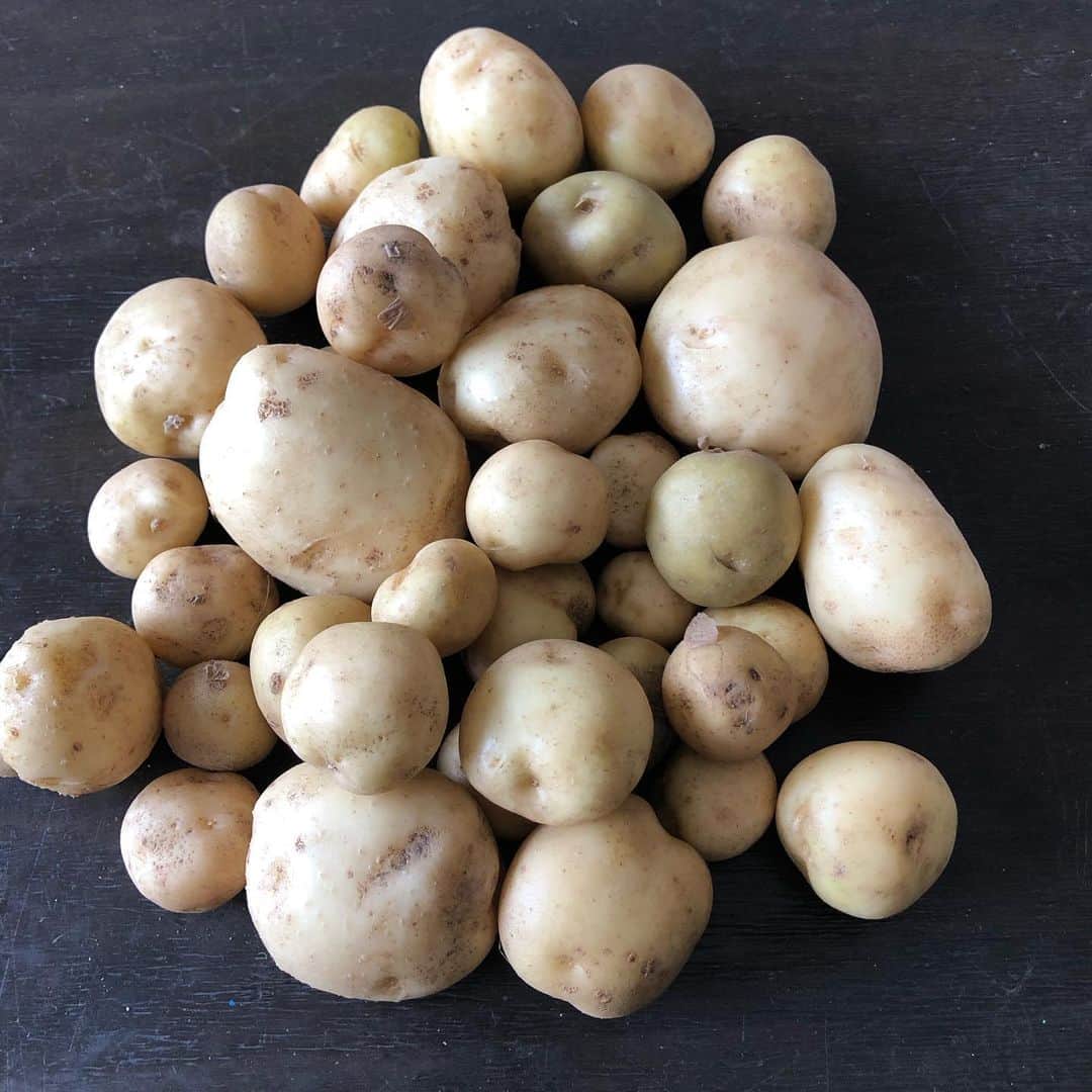 セイン・カミュさんのインスタグラム写真 - (セイン・カミュInstagram)「My first potato harvest😍 Yay 😃  #thanecamus #potato #harvest #farming #gardening #joy」7月16日 10時16分 - thanecamus