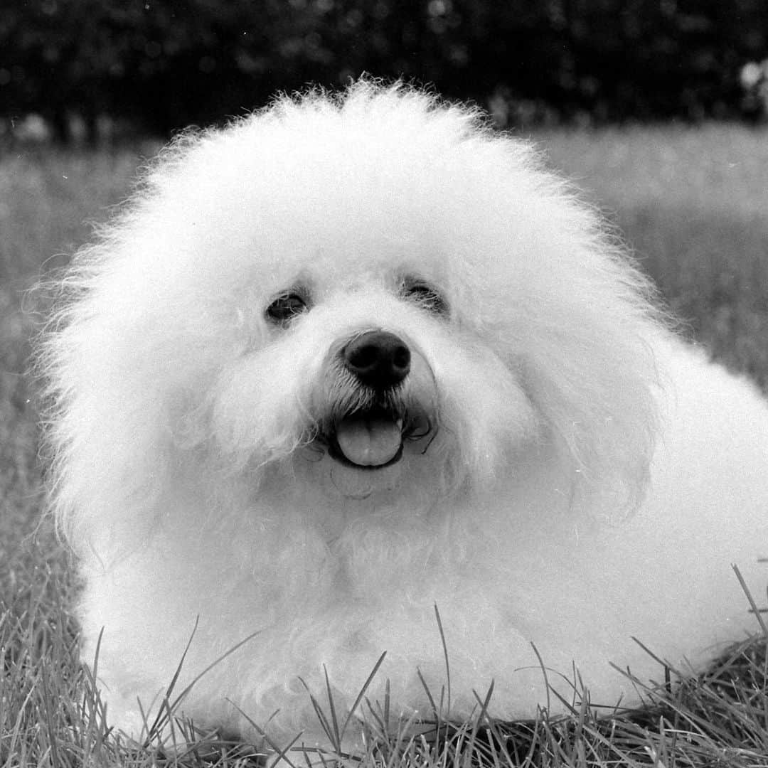 lifeさんのインスタグラム写真 - (lifeInstagram)「The mops are tops! In its July 10, 1970 issue, LIFE declared that "a very hairy dog has a renaissance...There were no Bichon Frise in this country as recently as 14 years ago, but they were once highly regarded as lap dogs and playthings of in the French court of the 16th Century. The name means 'curled little dear' and why they fell from favor is hard to imagine, for they are amiable enough as mops go..." (📷Yale Joel/LIFE Picture Collection) #dogsofinsta #bichonfrise #bichonsofinstagram #1970s #1970sfashion #wildlifewednesday」7月16日 10時26分 - life
