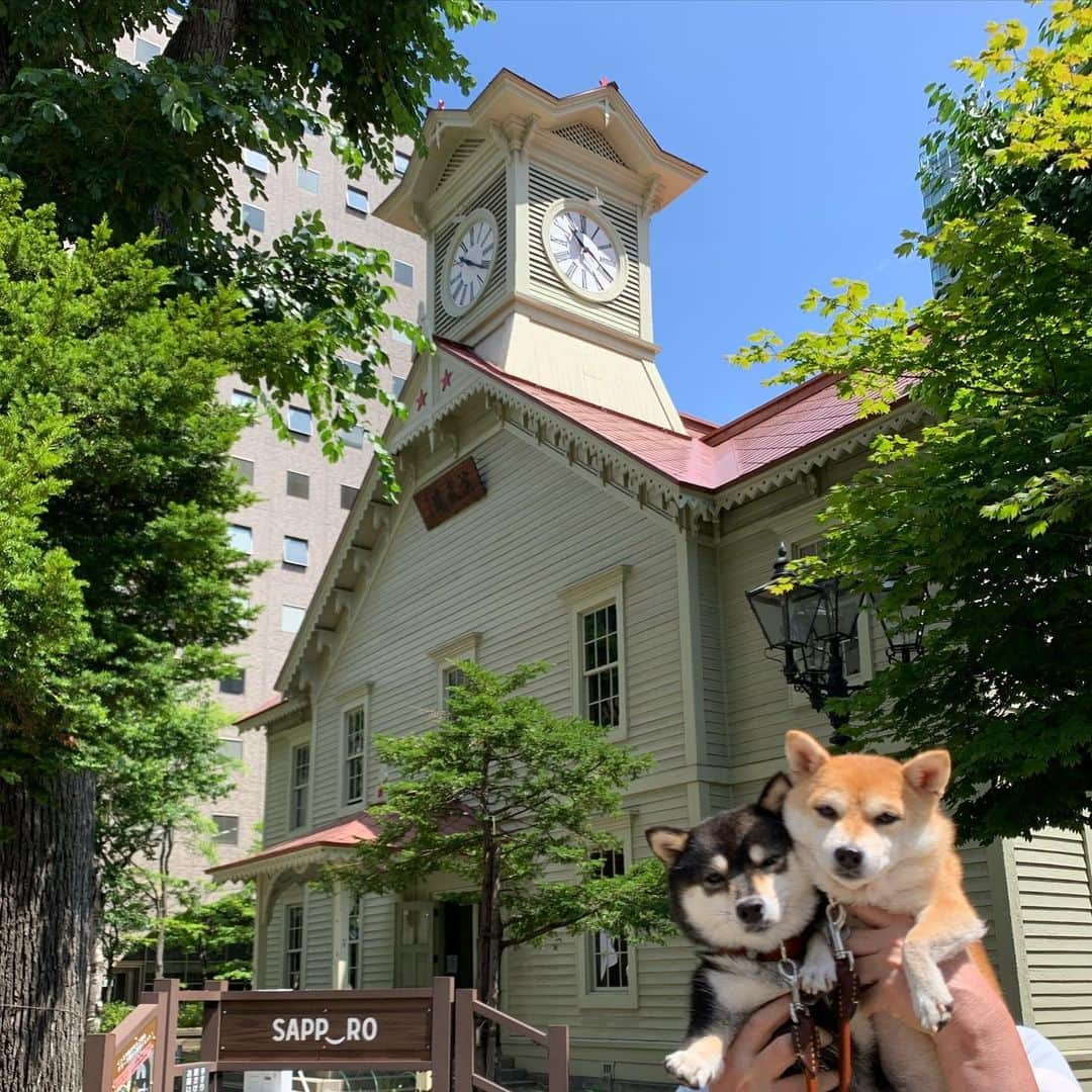 豆柴なつ&ふゆさんのインスタグラム写真 - (豆柴なつ&ふゆInstagram)「We went to Sapporo😊‼️ Parfait and Ramen🍜❤️ 北海道最後は札幌に2泊😊‼️ 時計台に行ってカイヌシはパフェと札幌ラーメン😆❤️ ②③シメパフェ専門店の芸術的なパフェ💕  #旅行　#パフェテリアミル  #パフェ　#札幌 #札幌ラーメン #北海道旅行 #犬連れ旅行 #trip#シバフル #わんダフォ #shibamania  #柴犬ライフ#pecoいぬ部 #shiba_snap  #instashiba#cutedogs  #柴犬#shiba #shibainu #shibastagram #いぬすたぐらむ #pecoいぬ部 #犬バカ部 #shibainumag_feature #instafollow #dogoftheday  #🐕📷 #theshibasociety  #柴#proudshibas  #柴犬マニア」7月16日 21時18分 - mameshiba.natsuinu56