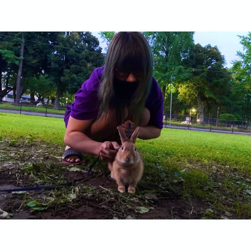 三浦彩佳さんのインスタグラム写真 - (三浦彩佳Instagram)「少し前ですが、茶太郎初めてのうさんぽに行きました🐇 公園ではビビリだったね🥺 お家ではウサギってこんなに懐いたっけ、、って言うくらいくっついてきます❤️  I have a rabbit. With this rabbit, I can work harder.  #茶太郎#ネザーランドドワーフ #里親#ウサギの里親#うさぎのいる生活#うさぎのいる暮らし#うさぎ部 #うさんぽ」7月16日 21時22分 - ayaka_zombie