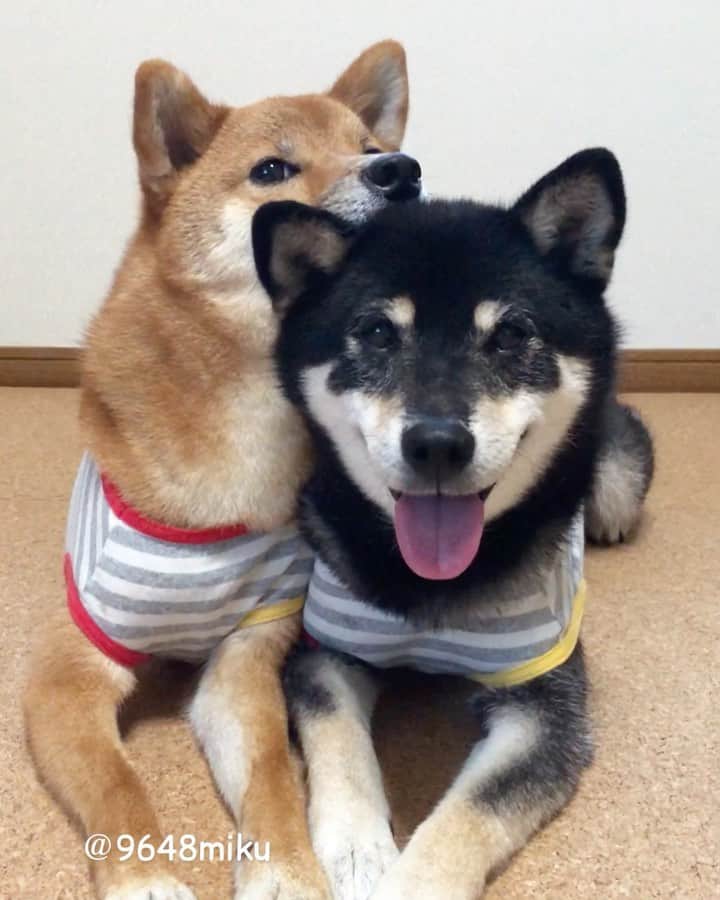 黒柴みくのインスタグラム