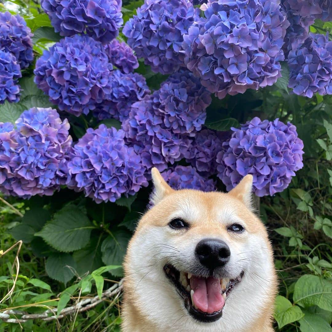 アブさんのインスタグラム写真 - (アブInstagram)「今年の紫陽花も綺麗に咲いたね！　#シバチャ #dog #犬 #柴犬 #紫陽花」7月16日 20時19分 - abuuungram