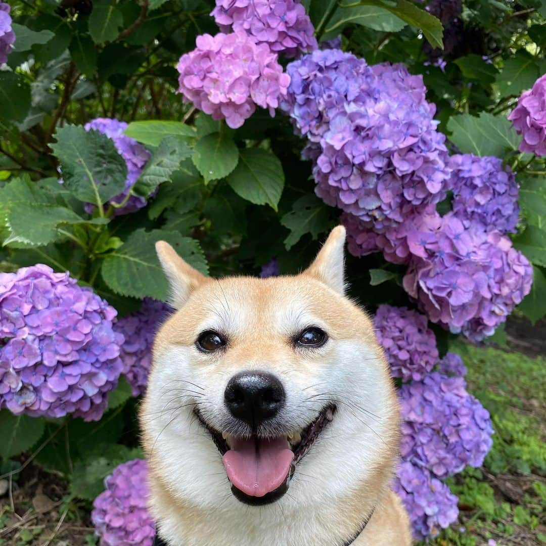 アブのインスタグラム：「今年の紫陽花も綺麗に咲いたね！　#シバチャ #dog #犬 #柴犬 #紫陽花」