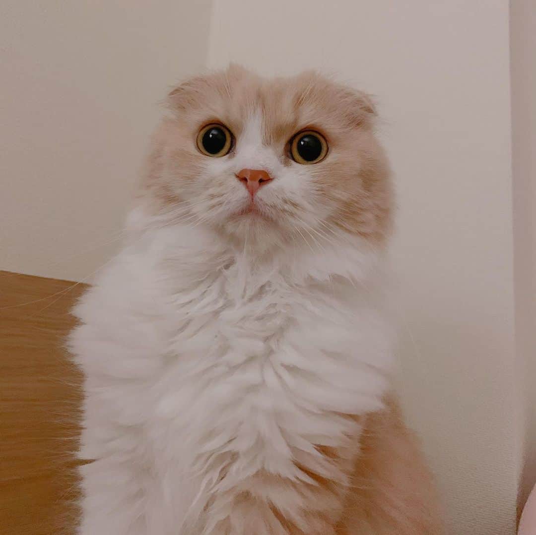 のんたのインスタグラム：「パパが職場の人に我が家の猫たちの写真を見せたら 「この薄茶色の子がいちばんかわいい！」 と言われたそうです😍 嬉しいね！ぼーぼー！ ・ #scottishfold #catstagram_japan #catsofinstagram #cats_of_instagram#catoftheday #ilovemycat #bestmeow #catlover #cutecat #kittensofinstagram #cute #スコティッシュフォールド」