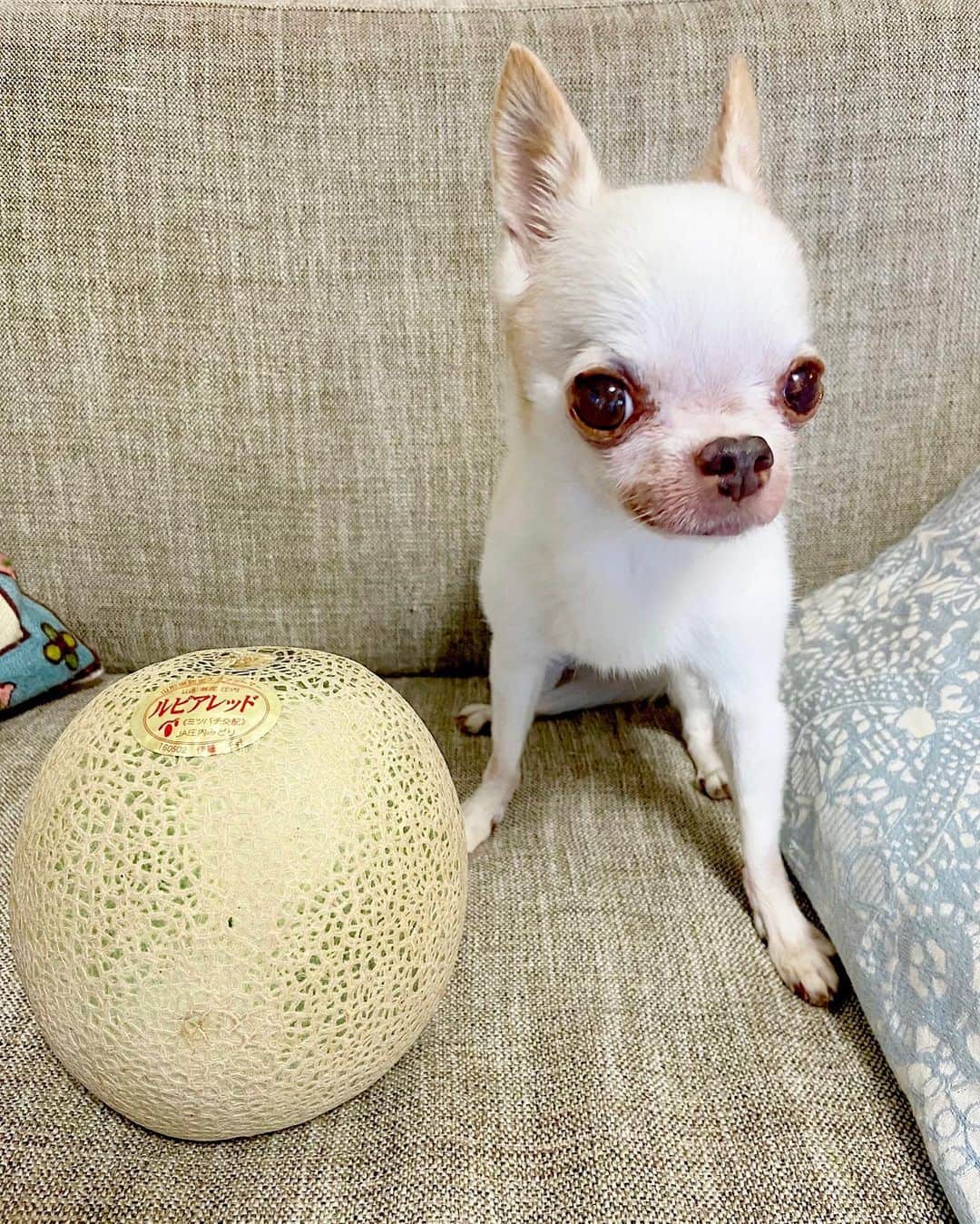 のインスタグラム：「高級メロン頂きました🍈🍈🍈✨✨✨」