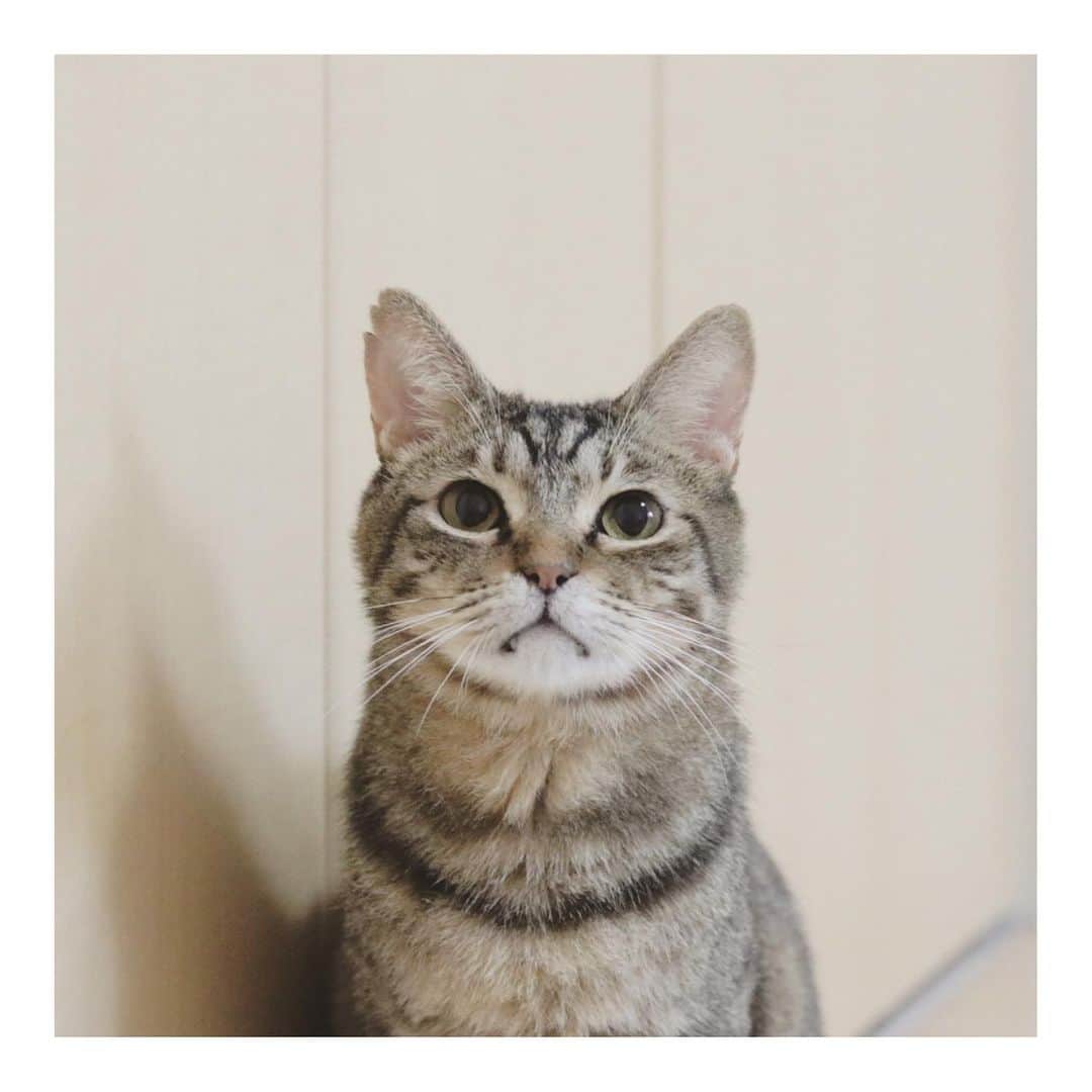 こむぎのインスタグラム：「* いよいよ明日くじらがトライアルへ出発します…😭 我が家へやってきて約半年…😭 長くなると送り出すことにジーンとしちゃいますね😭 せっかくだからオシャレして写真を撮りました。 2枚目の写真みてください…😂 ・ 現場のレスキューに入った最初の頃、何故かフードボウルの位置が動いていることがあって、犯人はくじらでした😂 酷い口内炎でご飯を食べる時もちょっとした刺激で口が痛くて、うつわから食べることが出来なくて手でカリカリを外に出して食べていました。それでうつわが動いていたのね😂 あの崩壊現場で、口が痛くてヨダレを吐きながら狂ったように走り回るくじら。そんな姿をみて泣いたなぁ…😭 ・ 1/22に我が家に来て、2月に1回目の抜歯手術。 それでも良くならず6月にも2回目の抜歯手術をしました。 犬歯より後ろの臼歯の全抜歯になったけど、今はカリカリを本当にモリモリ食べる😆✨ うつわからも食べて、最後の3〜4粒くらいになると器用に手でまた外に出して綺麗に食べる😁 昨年10月の体重が3.2キロ。 今日計ったら4.05キロになってました👏 ・ くじらはマニア向けのお顔だなんて言ってごめんね😂 ちゃんとくじらがいい！って言ってくれる人が現れたね😭 つぶらすぎる瞳のくじらも、動画なのに全く動かないくじらも大好き。 過去のストーリーはプロフィールのところのハイライトに残しています。 くじらに癒されたくて何回も見ちゃう😂😂 「ボク、トライアルとやらを頑張ってくるので応援してにゃ😸」 #岐阜多頭崩壊レスキュー #右耳のギザギザは喧嘩傷 #多頭崩壊現場に生まれて今まで本当に大変だった #幸せになってね」