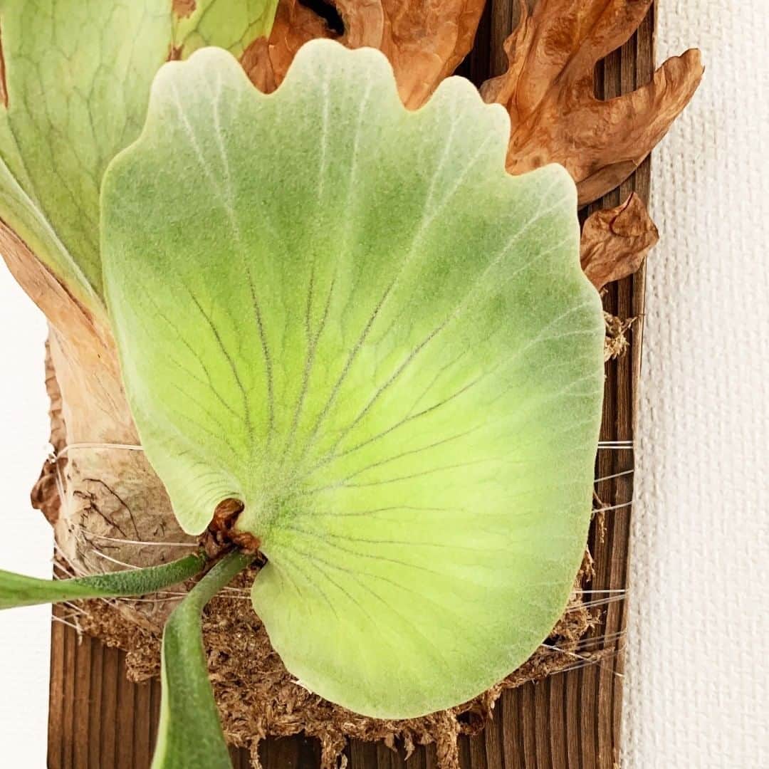 LOVEGREEN -植物と暮らしを豊かに。さんのインスタグラム写真 - (LOVEGREEN -植物と暮らしを豊かに。Instagram)「[Platycerium coronarium] . 冠のような貯水葉が特徴のビカクシダ・コロナリウム。 . 東南アジアに広く分布する大型のビカクシダです。 胞子葉は細かく分岐しながら、ときに２ｍほどの長さにまで成長します。 . 大きく育てると、大変美しく見応えのある種です！ ビカクシダは、育てるコツを掴むと思った以上に簡単に育てることができ、 種類も多いのでどんどん沼にはまっていきます、、、 みなさんもどんどん育てましょう！😎 . 写真では板に付いていますが、コルクに着生させてもかっこよくなります✨ (個人的にはコルクに付いてる方が好きなので、いつか付け替えたい) . LOVEGREENの記事にも着生の仕方の記事があるので、気になる方は @lovegreen_official  のプロフィールにあるURLよりご覧ください🍃 . . #coronarium #コロナリウム #ビカクシダ #コウモリラン #platycerium  #麋角羊歯 #staghornfern #着生植物 #グリーンのある暮らし  #植物 #植物のある暮らし #植物と暮らす #植物が好き  #インテリアグリーン #観葉植物のある暮らし #LOVEGREEN #ラブグリーンストア #ラブグリ #植物と暮らしを豊かに #園芸 #暮らしを楽しむ」7月16日 21時00分 - lovegreen_official