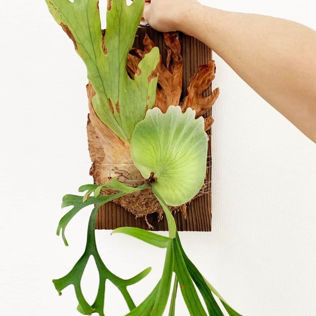 LOVEGREEN -植物と暮らしを豊かに。さんのインスタグラム写真 - (LOVEGREEN -植物と暮らしを豊かに。Instagram)「[Platycerium coronarium] . 冠のような貯水葉が特徴のビカクシダ・コロナリウム。 . 東南アジアに広く分布する大型のビカクシダです。 胞子葉は細かく分岐しながら、ときに２ｍほどの長さにまで成長します。 . 大きく育てると、大変美しく見応えのある種です！ ビカクシダは、育てるコツを掴むと思った以上に簡単に育てることができ、 種類も多いのでどんどん沼にはまっていきます、、、 みなさんもどんどん育てましょう！😎 . 写真では板に付いていますが、コルクに着生させてもかっこよくなります✨ (個人的にはコルクに付いてる方が好きなので、いつか付け替えたい) . LOVEGREENの記事にも着生の仕方の記事があるので、気になる方は @lovegreen_official  のプロフィールにあるURLよりご覧ください🍃 . . #coronarium #コロナリウム #ビカクシダ #コウモリラン #platycerium  #麋角羊歯 #staghornfern #着生植物 #グリーンのある暮らし  #植物 #植物のある暮らし #植物と暮らす #植物が好き  #インテリアグリーン #観葉植物のある暮らし #LOVEGREEN #ラブグリーンストア #ラブグリ #植物と暮らしを豊かに #園芸 #暮らしを楽しむ」7月16日 21時00分 - lovegreen_official