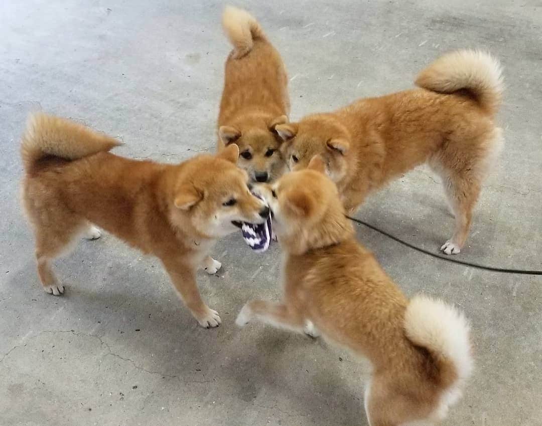 柴犬たま Shibainu Tamaのインスタグラム