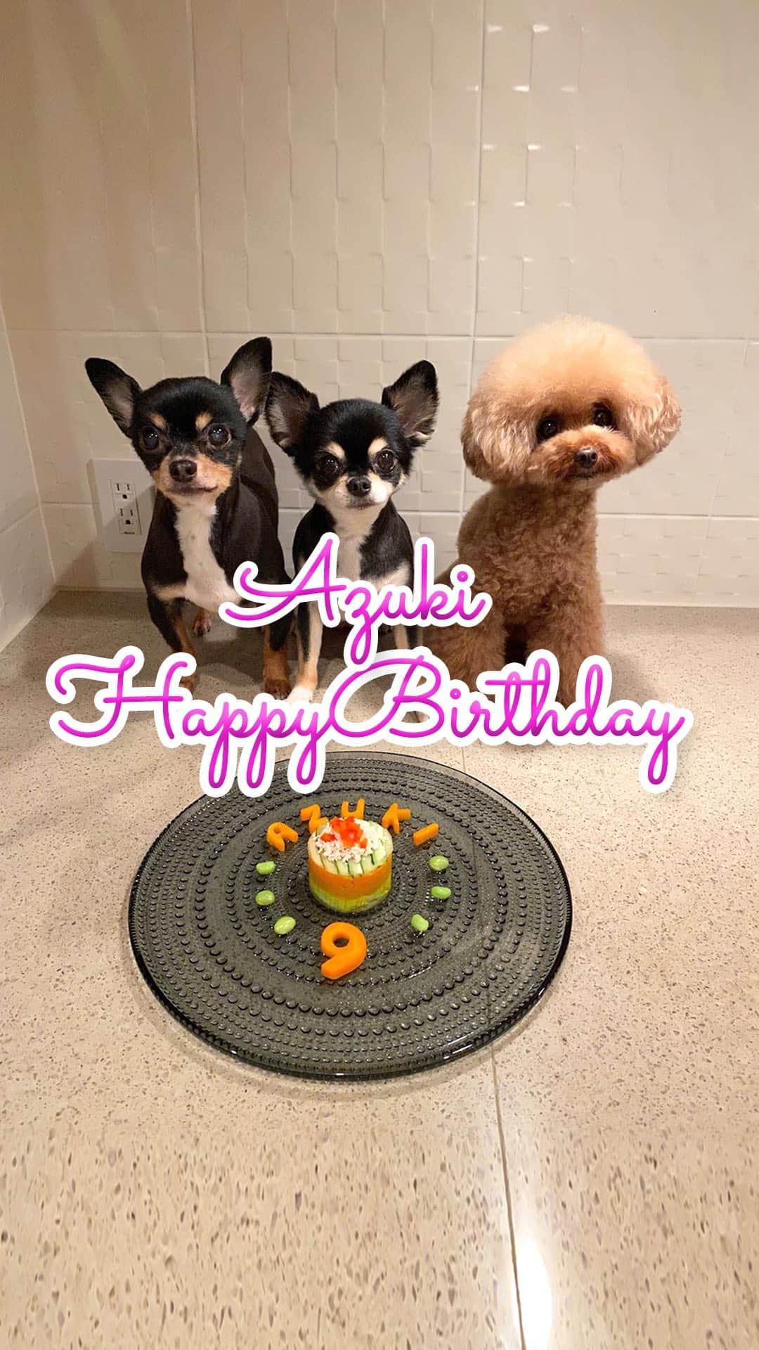 ショコラ❤︎あずき❤︎パンナのインスタグラム：「・ あずきのお誕生日🎂に みんなで一緒にケーキ作りしました〜❣️ ・ 先日はお祝いコメントありがとうございました🙏🙇‍♀️ お返事もできてなくてごめんなさい🙏 再度いただいても申し訳けないので、コメントはお気遣いなくお願いします🙏💓（IGTVはコメントオフにできないみたいで🙏🙏） ・ いつも見ていただき、 コメントも本当にありがとうございます🙏🙇‍♀️ いつも感謝の気持ちでいっぱいです😭😭 ・ これからも3ワン共々どうぞよろしくお願いいたします🙏🙇‍♀️💓💓 ・ #トイプードル #チワワ #トイプー #ふわもこ部 #わんこ #犬 #愛犬 #ペット #いぬすたぐらむ #犬バカ部 #いぬばか部 #いぬのきもち #わんこなしでは生きていけません会 #いぬのいる暮らし #toypoodle #chihuahua #dog #dogs #instadog #cutedog #ilovemydog #dogstagram #あずしょこぱん」