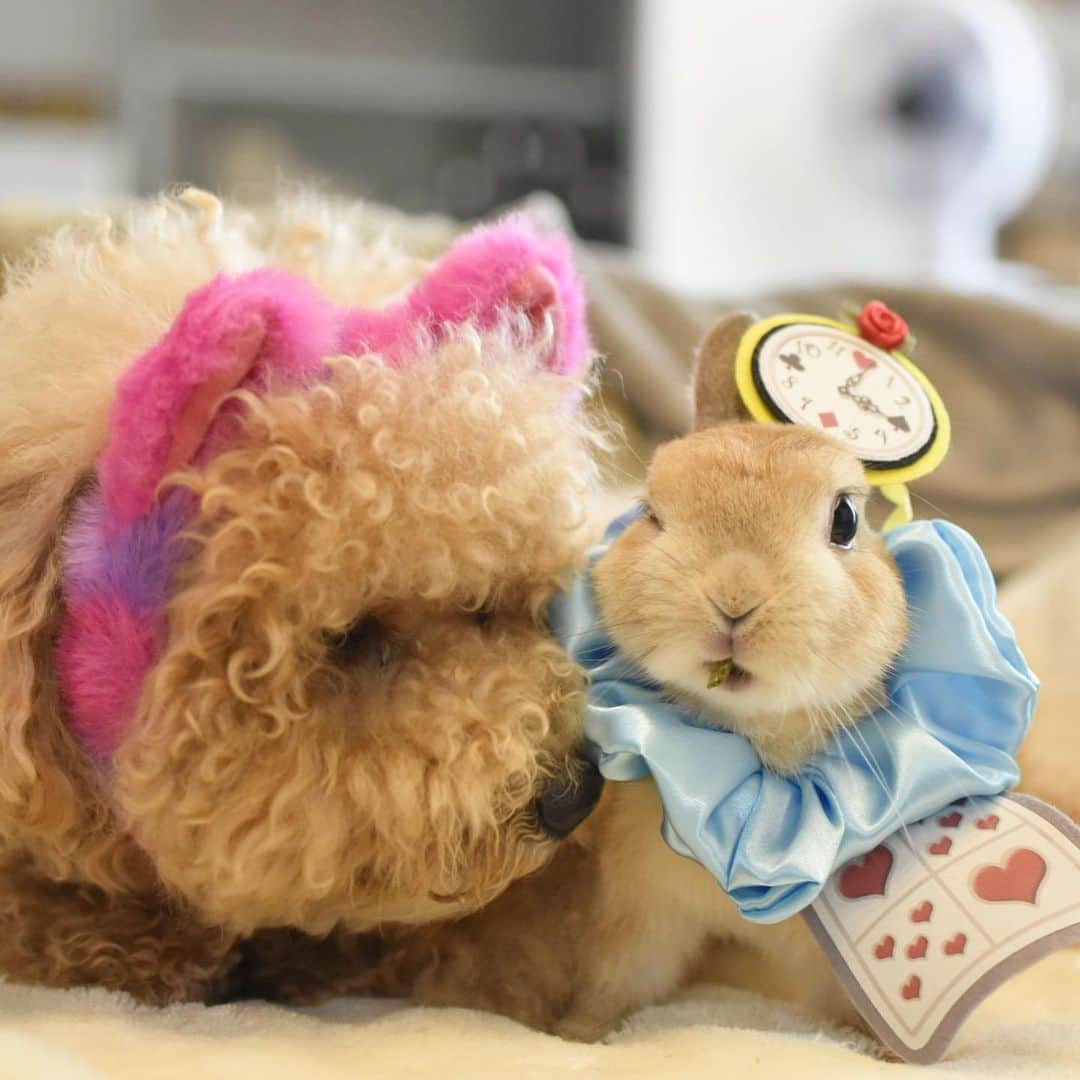 yun.ゆんのインスタグラム：「lemon.🍋＋cotton.💭 コットン…ニャンコでしたっけ？🐱 . . Lemon in wonderlandにチェシャコットン猫登場❣️ でっかいモフモフで…ニヤニヤしてるところがそっくり？❤️♠️ 😂 . . . #メルヘン部 #usagiinwonderland  @usaginotora  @nokoshoco1123  ♪ ♪ ♪ #不思議の国のアリス #チェシャ猫 #マーチは逃げました　 #次のアリス劇場は #ぜひ3人で  #うさぎ#ウサギ#ネザーランドドワーフ#ZIP写真部#レモン#ふわもこ部#マーチ #rabbits#rabbitsofinstagram #rabbitstagram #petstagram #march#instapet#cutepetclub #instarabbit #bunnies #bunnylove #lapin #pecotv #WeeklyFluff #lemon #netherlanddwarf #dailyflufffeature#pecotv」