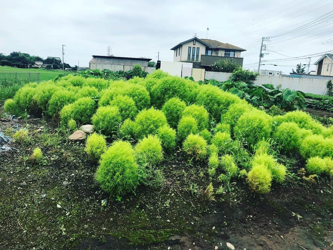 おんむすのグルメインスタ