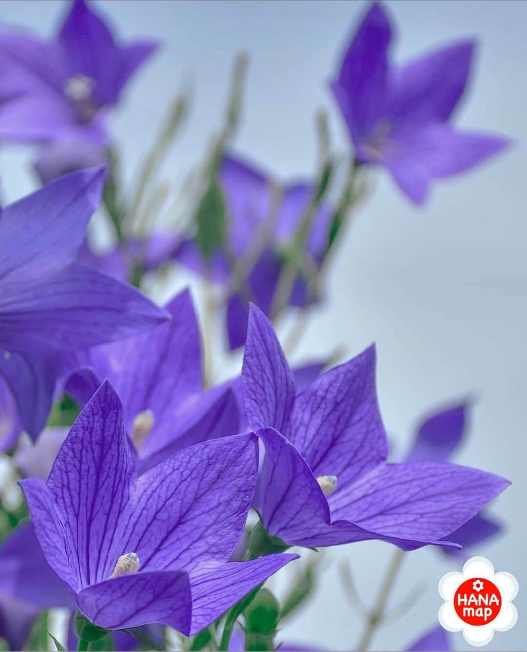 はなまっぷ❁日本の花風景のインスタグラム