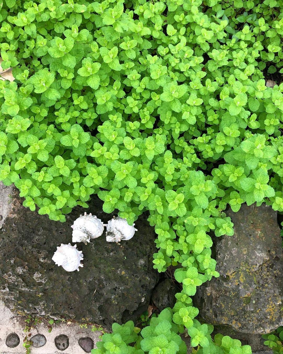 イム・スジョンのインスタグラム：「선물 같았던 만남과 시간을 갖고 돌아왔다. 벌써 그리운 공간들..🌿보고싶은 이들..☀️ 따뜻한 마음 나누어주어 고마워요. 우리 좋은 에너지로 또 만나요🤍」