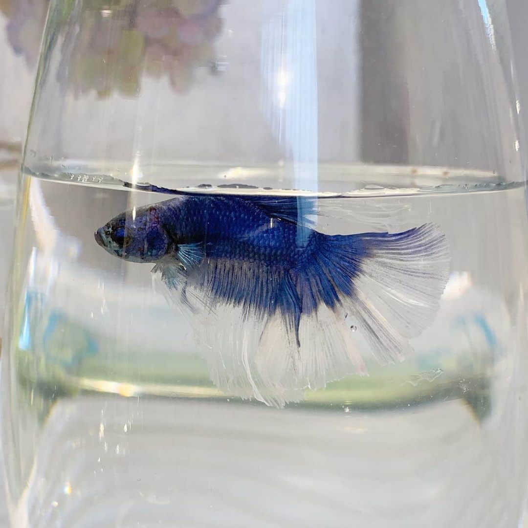 のインスタグラム：「新しい家族の、#ベタ　🐟 名前はヒルダ😉  話し相手いなかったからうれしい！笑  ひらひらしててすごく綺麗☺︎ 長生きしてもらえるように、がんばろうーっと  #ベタ好きな人と繋がりたい  #熱帯魚 #ヒルダ」