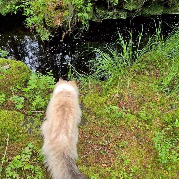 Floraのインスタグラム：「Boink! 😹#catsoﬁnstagram #summer#cat#igcutest_animals #cat_features #cutepetclub #fluffypack #katt #bestmeow  #weeklyfluff #meow #AnimalAddicts #kittycat #cat #cats #kitten #kittens #kawaii #instacat #calico #neko #summer #july #2020 #sibiriskkatt #siberiancat」