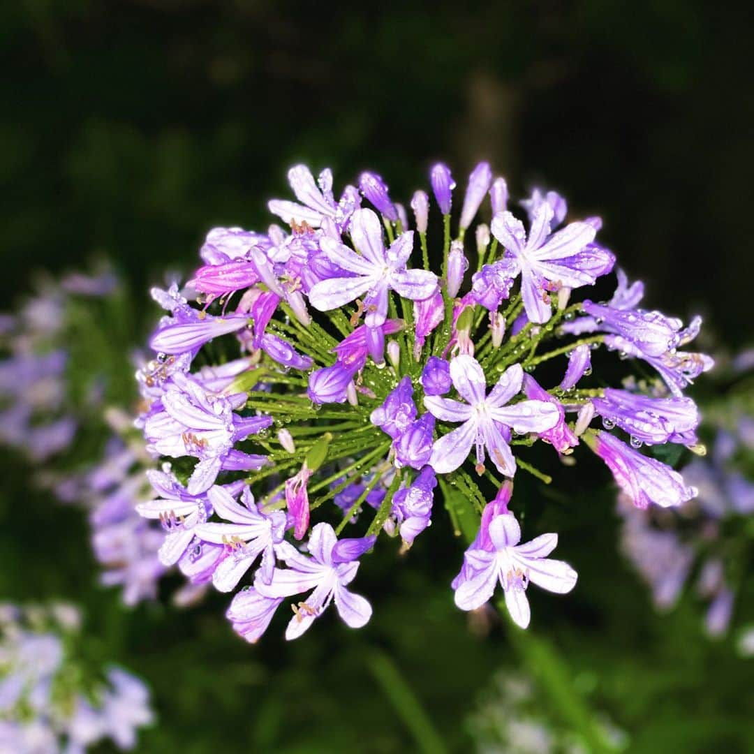 マスオのインスタグラム：「花咲いてた！ なんの花だろ？」