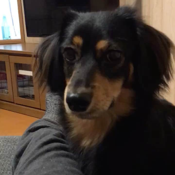 まさのインスタグラム：「🥱眠たいソラ君　he is sleepy. #犬　#ミニチュアダックスフンド　#ブラックタン　#dogs #Dachshund #チワックス」