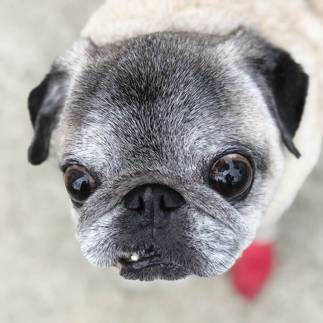 八兵衛のインスタグラム：「Hachibei 🐶 * * *  #ほぼ黒パグ #おじいちゃん犬 #pug #puggy #puglife #puglove #petstagram #pugstagram #pugsofinstagram #pugs #dog #ふわもこ部  @igersjp #IGersJP #east_dog_japan #pecoイヌ部 #八兵衛 #はちべえ #朝ワンコ夕ニャンコ」