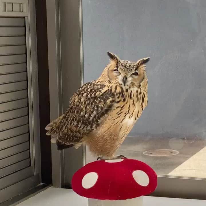 GEN3 Owlのインスタグラム：「ねむねむ・・・・・ zzzz..... #owl #owlgaru」