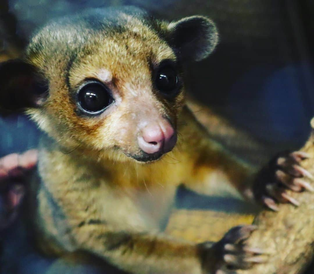 【公式】福岡ECO動物海洋専門学校さんのインスタグラム写真 - (【公式】福岡ECO動物海洋専門学校Instagram)「今日もおめめぱっちり👀 お目覚め後の サブローくんです✨  #キンカジュー #サブロー #福岡eco #福岡eco動物海洋専門学校  #福岡エコ #動物専門学校 #どうぶつ #動物 #animal」7月16日 16時50分 - fukuokaeco