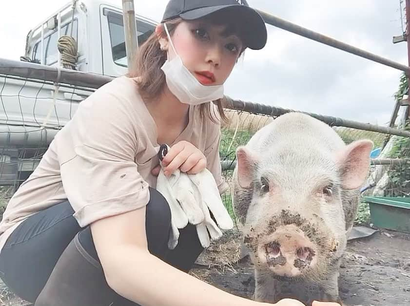 安藤志穂美さんのインスタグラム写真 - (安藤志穂美Instagram)「「犬はペットだから、豚は食べ物だから」﻿ ﻿ それが種差別です。﻿ ﻿ 私はとっくの昔に種差別をやめました。﻿ 大人たちの矛盾に気づいたんです。﻿ ﻿ 豚と犬は何も変わらない事に気づきました。﻿ ﻿ 豚も犬みたいに感情表現が豊かで、そして何よりもとても賢い！﻿ ﻿ ふと気づくと隣に座っていて、﻿ 鼻で私を押してコミュニケーションを取ろうとする。﻿ 私の足に顎を乗せて撫でられてる姿は、犬と何も変わりません。﻿ ﻿ 皆さんは犬や猫の体温しか感じる機会がなかなか無いと思いますが、﻿ 馬や豚にも当たり前に体温があります。﻿  ぜひ機会があれば、動物たちと寄り添ってみてください。 心が落ち着き、安心感と幸福感を得られると思います。  小さな悩みでさえ、本当にどうでも良くなる。 ﻿ 生きている動物はとても温かくて優しい。﻿ ﻿  #pig #豚 #animalrights #アニマルライツ #ぶた #🐷 #🐖 #friend #farmsanctuary #ファームサンクチュアリー #保護 #レスキュー #vegan #ベジタリアン #ヴィーガン #vegetarian #菜食主義  #happy」7月16日 16時55分 - shiomi_ando