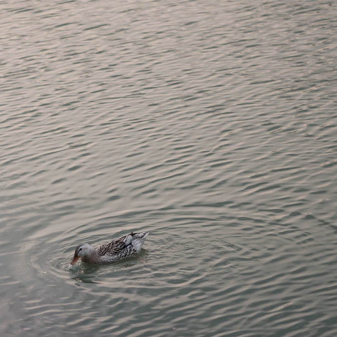 ヒラハルのグルメインスタ
