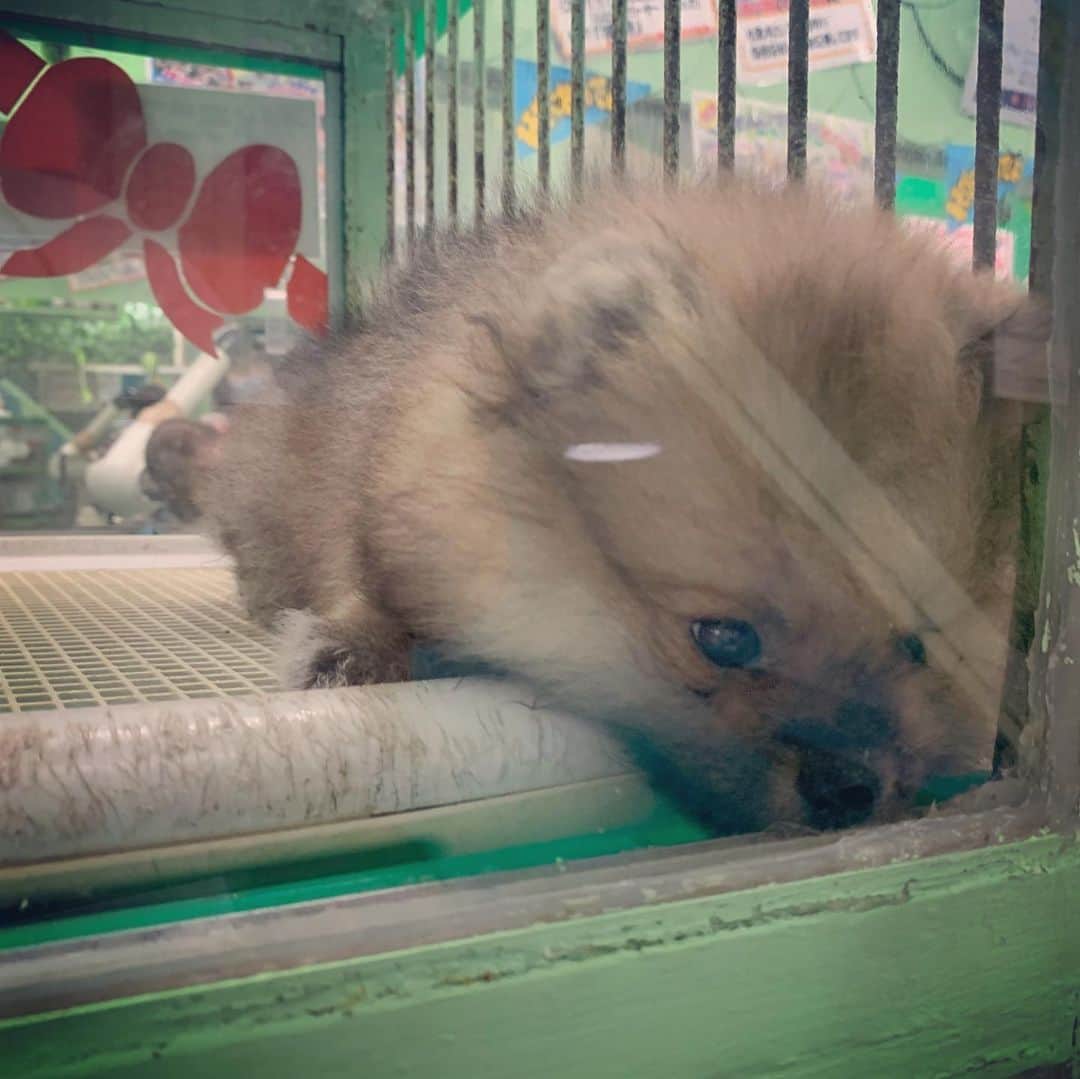 一三さんのインスタグラム写真 - (一三Instagram)「久しぶりに四谷の動物園へ。  エサ臭く，毛だらけになったうえ，おまけに痒くなってきたけど，今日も仲良く遊んでもらいました。  #四谷 #yotsuya #動画 #zoo #犬 #イヌ #いぬ #猫 #cat」7月16日 17時17分 - ichizou.co.jp
