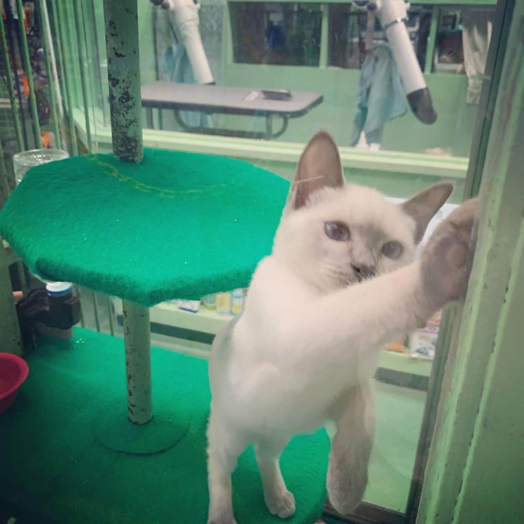 一三さんのインスタグラム写真 - (一三Instagram)「久しぶりに四谷の動物園へ。  エサ臭く，毛だらけになったうえ，おまけに痒くなってきたけど，今日も仲良く遊んでもらいました。  #四谷 #yotsuya #動画 #zoo #犬 #イヌ #いぬ #猫 #cat」7月16日 17時17分 - ichizou.co.jp