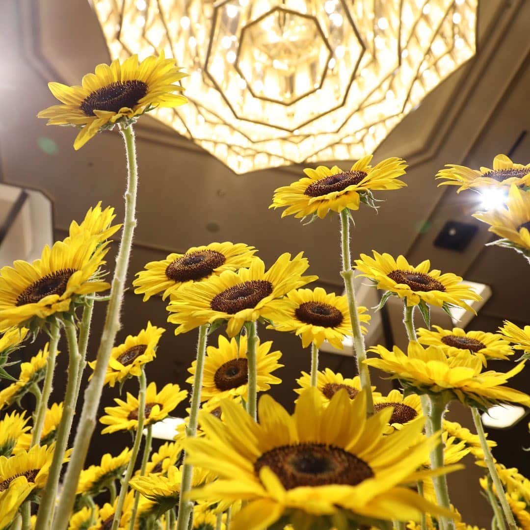 Imperialhotel_jp_帝国ホテル 公式さんのインスタグラム写真 - (Imperialhotel_jp_帝国ホテル 公式Instagram)「夏になると、約300本の向日葵がロビーに元気を与えてくれます。ロビー天井のシャンデリア「ゴールデンローズ」との共演は、帝国ホテルの夏の風物詩です。  A summer season greeting, some 300 sunflowers welcome you under our Gold Rose chandelier above.  #imperialhoteljp #imperialhotel #imperialhoteltokyo #japan #tokyo #hibiya #ginza #travellermade #lhw #leadinghotelsoftheworld #LHWtraveler #flowerdisplay #sunflower #帝国ホテル #帝国ホテル東京 #東京 #日比谷 #銀座 #ひまわり #ロビー #ロビー装花 #帝國飯店 #帝國飯店東京 #日本 #임페리얼호텔 #임페리얼호텔도쿄 #일본 #도쿄」7月16日 17時42分 - imperialhotel_jp_official